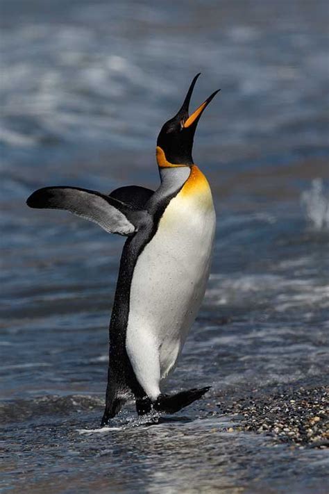 Arthur Morrisbirds As Art Penguins Pet Birds Penguin Pictures