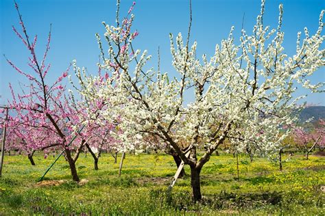 Apple trees typically have glossy, medium green leaves. When Do Apple Trees Bloom? Seeing Visible Growth On Your Apples (Oct. 2020)