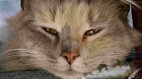 Cat Eye Squinting And Watering Cat Meme Stock Pictures And Photos