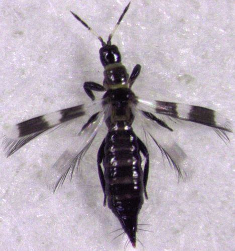 Banded Thrips Aeolothrips Fasciatus · Inaturalist
