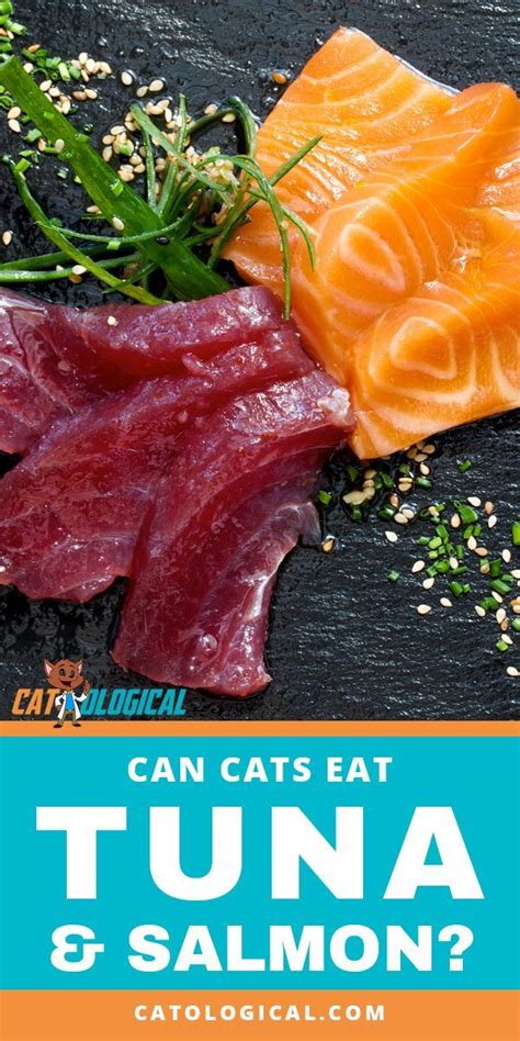 My cat loves salmon and he eats quite a bit of it. Can Cats Eat Tuna And Salmon Safely? The Answer May ...