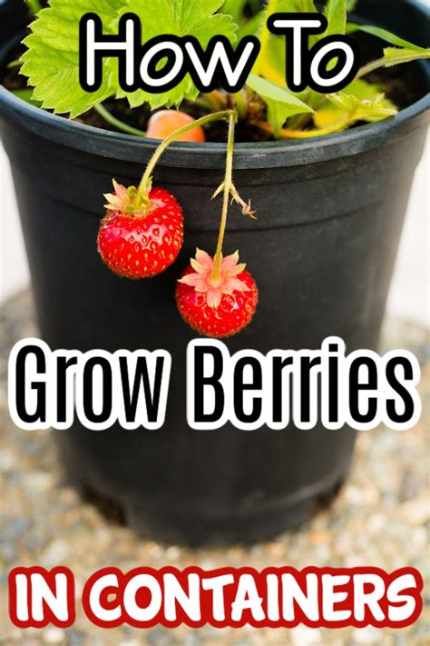 How To Grow Berries In Containers
