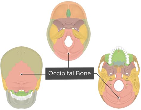 Occipital Bone Posterior View