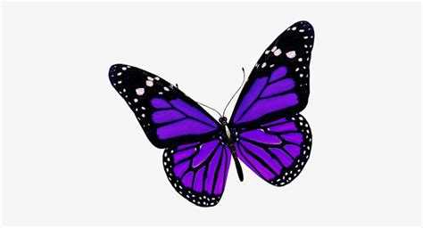 Purple Butterfly Png Image Purple Butterfly Png 400x363 Png Download Pngkit