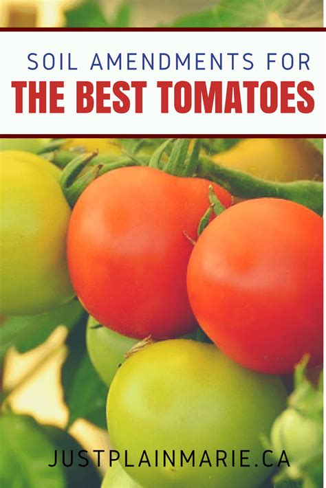Tomato (solanum lycopersicum l.) is one of the most important crops in the world and represents a key crop. Soil Amendments for Tomatoes - Grow Them Bigger, Better ...