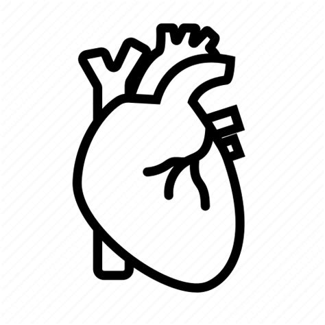 Heart Anatomy Png