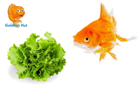 Can Goldfish Eat Lettuce A Guide To Feeding Your Goldfish Goldfishhut