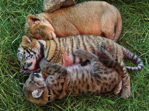Lion Tiger And Leopard Cubs Snuggling They Must Be Part Bunny