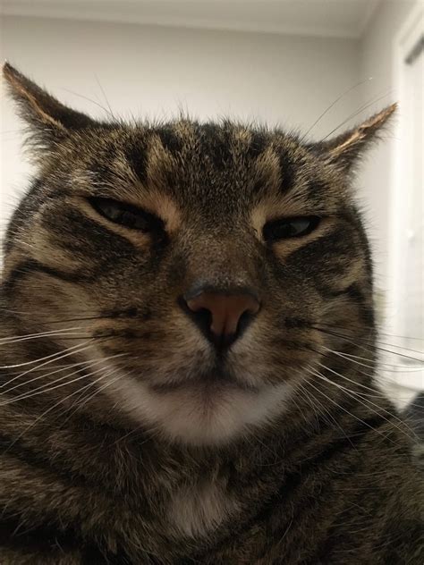 My Cats Old Man Facebook Profile Pic Cats Facebook Profile Picture