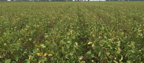 Insect sampling is also sometimes referred to as scouting or monitoring. Common Questions, Myths, and Facts About Soybean Insect ...
