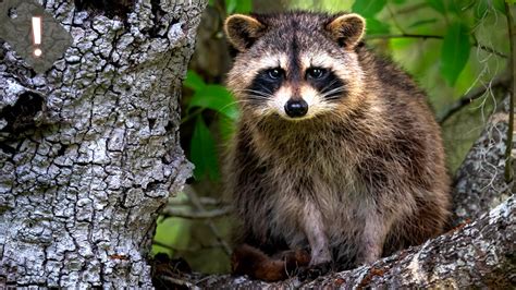 5 Clever Raccoon Facts Part One Best Way To Get Rid Of Raccoons