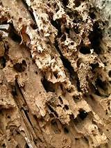 Termite Infestation Treatment Images