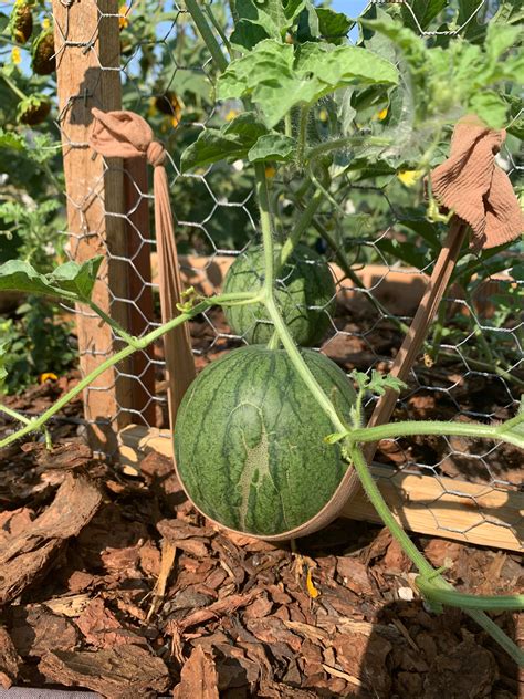 Sugar Baby Watermelon In Her Baby Sling On Her Baby Trellis Zone 5b