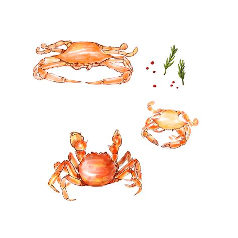Hairy Crab Png Image Crab Watercolor Illustration Hairy Crab Gourmet