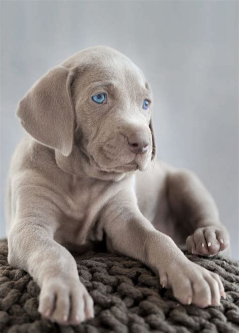 A White Puppy With Blue Eyes Laying On A Rug In Front Of A Gray Background