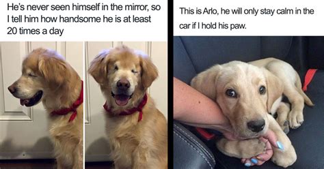 15 Cute Af Dog Memes That Are Wholesome Enough For Even Your Grandma