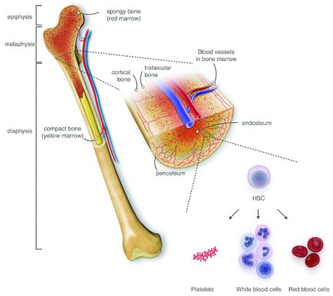 Long Bone Diagram Red Marrow Ppt Human Biology Chapter 20 Support