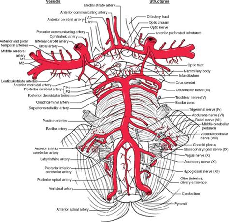 Cerebrovascular Anatomy And Regional Blood Supply Radiology Key