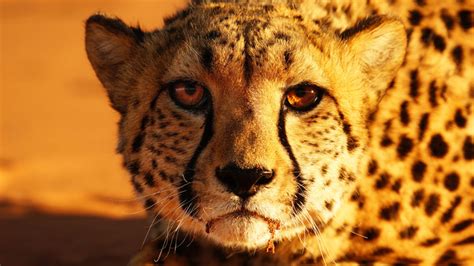 How Conserving Cheetahs Helps The Planet Cheetah Conservation Fund Canada