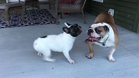Welcome to today's episode of the ultimate dog championship, brought to you by the canine show. Frenchie vs English bulldog Dogfight!!! - YouTube