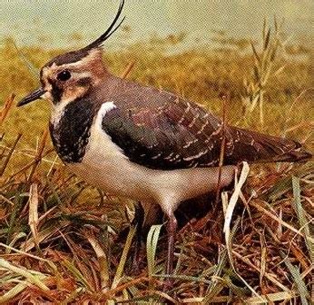 Egyptian sacred bird 4 letters. Birds and Birding in Egypt