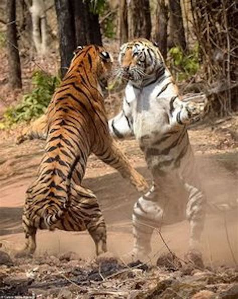 Bengal Tiger Vs Siberian Tiger Fight Comparison Who Will Win En 2020