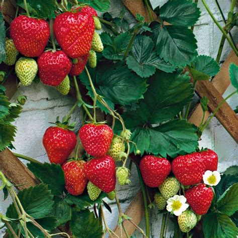 Kletter Erdbeere Hummi Kaufen Ahrens Sieberz Pflanzenversand