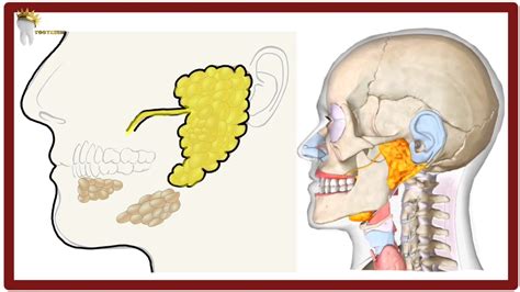 Parotid Gland Anatomy Simplified Surfaces Blood And Nerve Supply