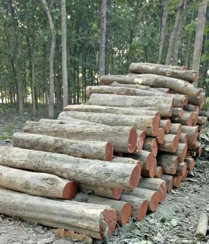 Sagwan Wood Log At Rs 1600cubic Feet Teak Wood Logs In Delhi Id 17402050588