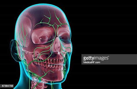 Lymphatic Vessels Photos And Premium High Res Pictures Getty Images