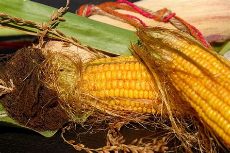 Puding jagung kastard ini sangat sesuai bila dimakan bersama keluarga di hujung minggu. Cara Pembuatan Susu Jagung Sebagai Peluang Usaha | Pak ...