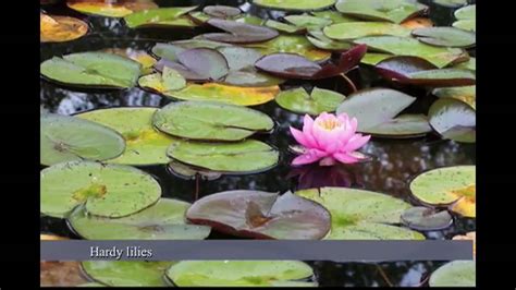 Water Lilies Vs Lotus Water Garden Plants Nymphaea Vs