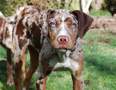 Pin By Sara Parker On Dogs ･ｪ･ In 2020 Catahoula Leopard Dog Leopard