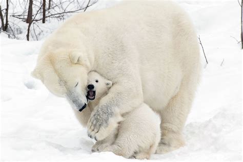 Peek A Boo Mummy Adorable Images Show Polar Bear Cub
