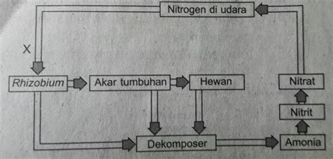 Hasil akhir proses fotosintesis adalah amilum dan oksigen. Bionomipa: Indikator 10 : Daur Biogeokimia