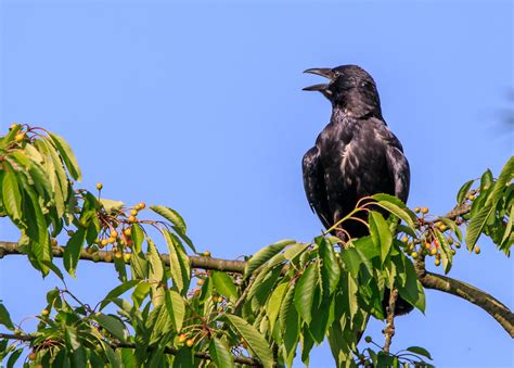 Die kirschen in nachbars garten, duration: Kirschen in Nachbars Garten Foto & Bild | natur ...