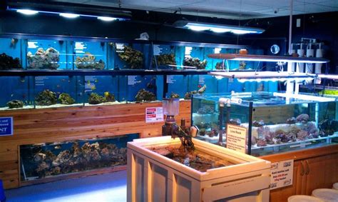Chichester Maidenhead Aquatics Fish Store Review Tropical Fish Site