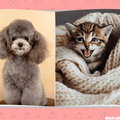 Do Poodles Get Along With Cats 5 Training Tips Oodle Life