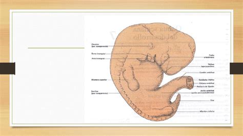 Resumen Quinta Semana Embriolog A Medicina Uba Filadd
