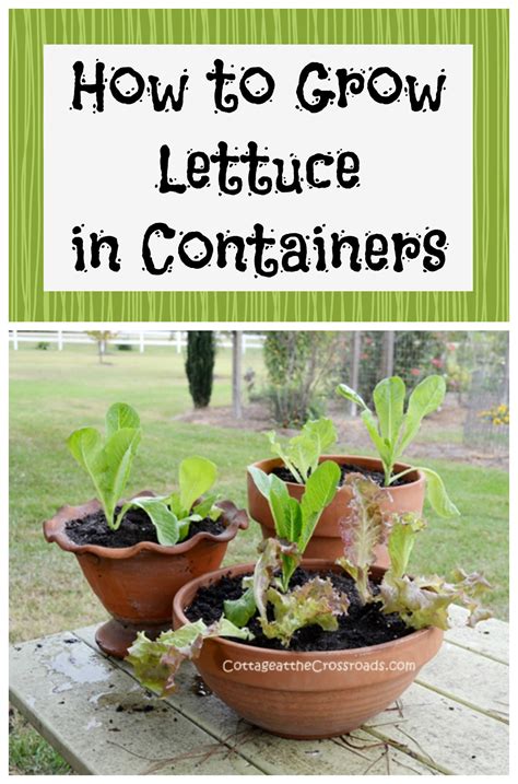Growing Lettuce In Containers Cottage At The Crossroads Growing