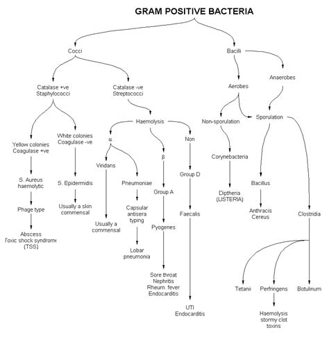 Gram Positive And Negative Bacteria Laboratory Life Pinterest