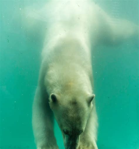 200 Polar Bear Swim Underwater Stock Photos Pictures And Royalty Free