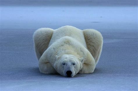 A Portrait Of A Sleeping Polar Bear Photograph By Rosing Norbert