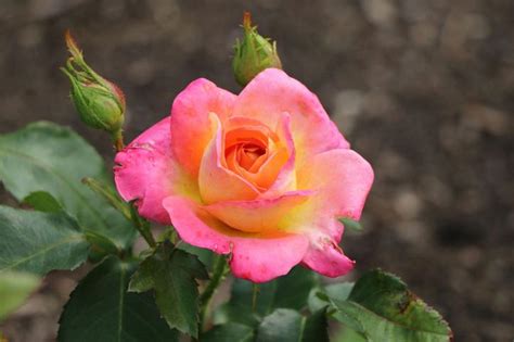 Edelrose Inspiration ® Finde Deine Neue Rose Online Ratgeber