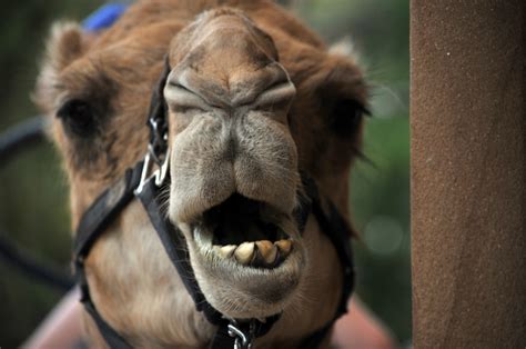 Camel Face Free Stock Photo Public Domain Pictures