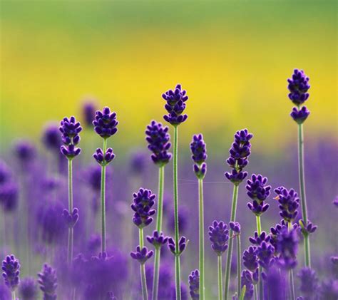 Beautiful Lavender Fields Power Point Backgrounds Beautiful Lavender