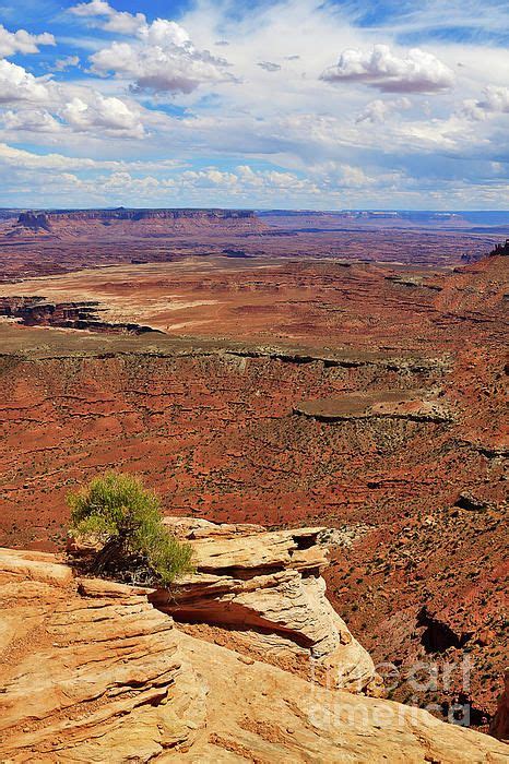 Grand View Point Overlook In Canyonlands National Park By Louise