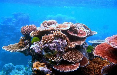 Protect Coral Reefs and They Will Protect Us - Pacific 