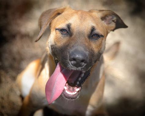 Black Mouth Cur Canines 101 Us Pets Love