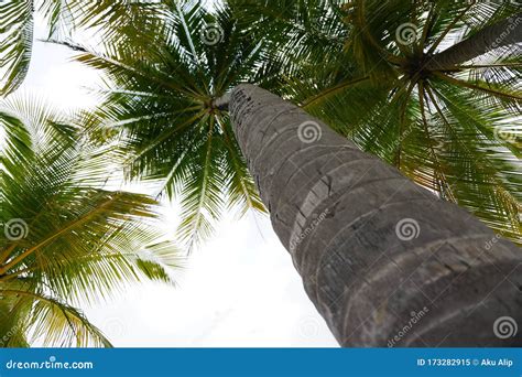 Coconut Palm Trees In Perspective View Stock Image Image Of Blue